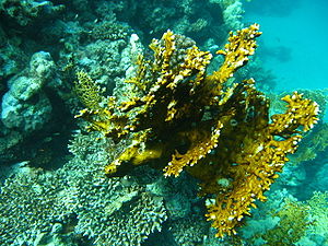 Fire coral (Millepora sp.) In the Red Sea near Port Ghalib