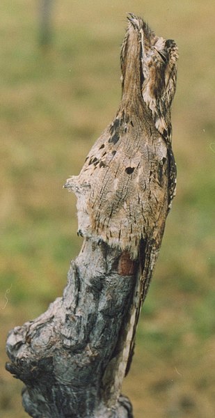 File:Potoo&Chick.jpg