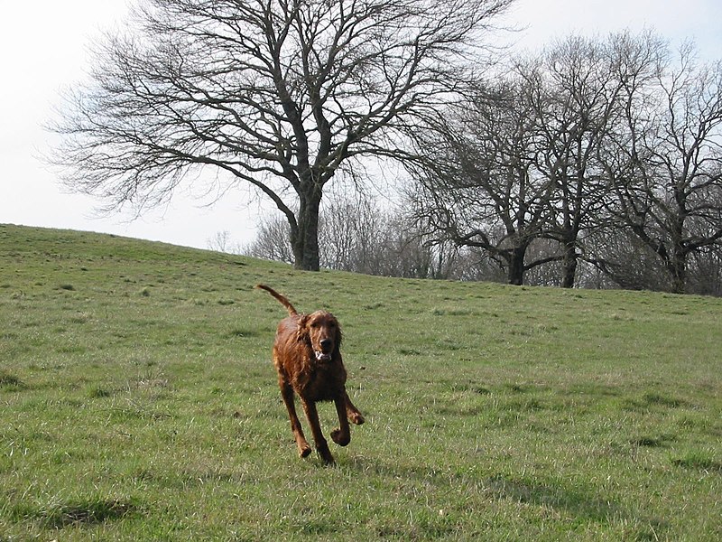 File:Pratoni del vivaro centro equestre - panoramio - brunobarbato (2).jpg