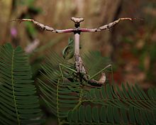 A stick mantis ghost in defense pose Praying mantis in defense pose.JPG