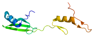 NCK1 protein-coding gene in the species Homo sapiens