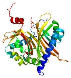 Ақуыз NXT1 PDB 1jkg.png