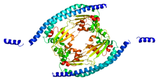 <span class="mw-page-title-main">Protein SET</span>