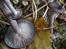 Pseudoclitocybe cyathiformis G2.1.jpg