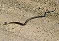 Juvenile Eastern Brown Snake on the main street at Nerrigundah, Australia