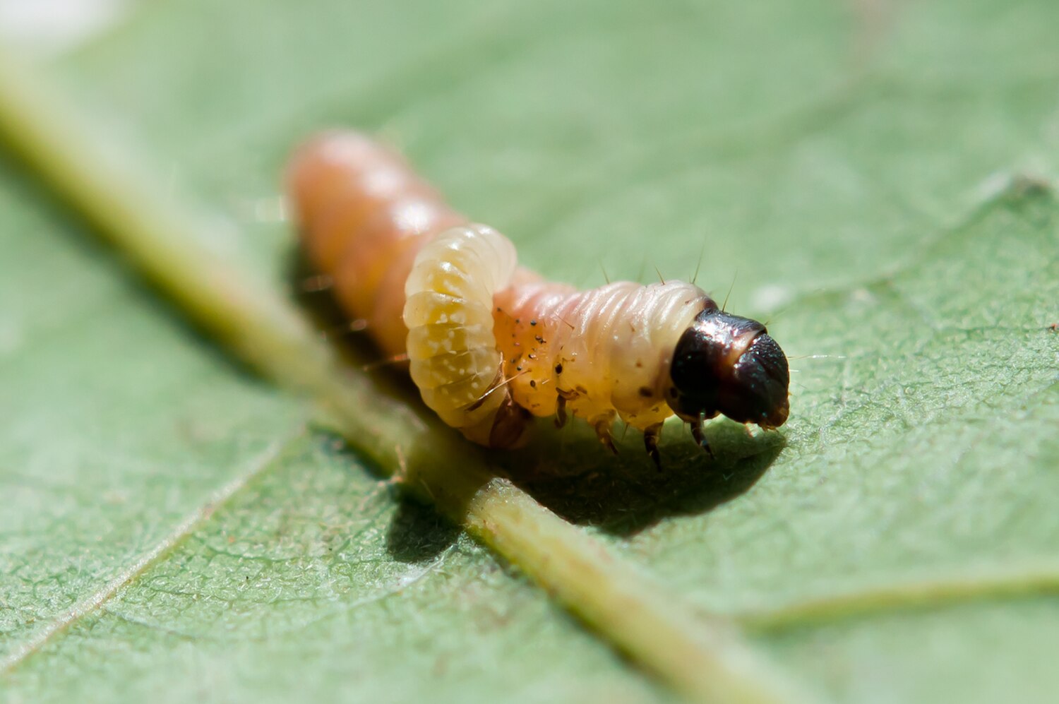 Pink bollworm - Wikipedia