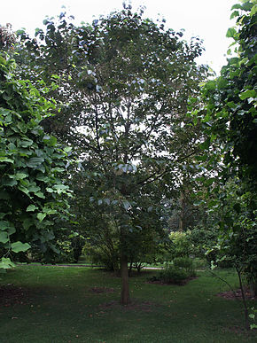 Descripción de la imagen Pterostyrax psylophyllus general view.jpg.