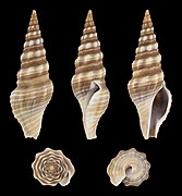 Ptychobela vexillium, shell