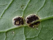 leaf with two black liquid-looking spots of fungus