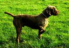 A Pudelpointer in pointing stance Pudelpointer on point.jpg