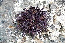 The purple sea urchin