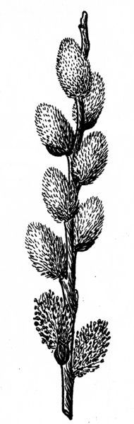 File:Pussy Willow (PSF).png