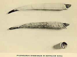 Pylopagurus discoidalis