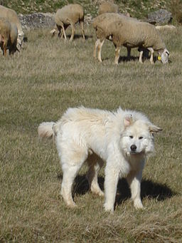 Pyreneean Mountain dog guarding sheep