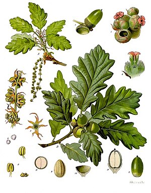 Sessile Oak (Quercus petraea), illustrasjon