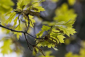 Quercus rubra Blüte.jpg