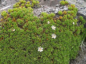 Xenophyllum humile near the volcano Chimborazo