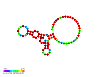 Small nucleolar RNA TBR6