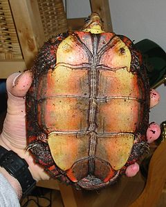 Plastron of a painted wood turtle RPincisa-01c.jpg