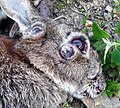 A European rabbit afflicted by Myxomatosis in West Yorkshire, England