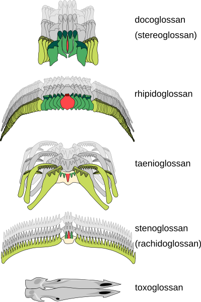 File:Radula types.svg