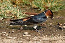Red-rumped swallow in Parli, Maharashtra Red-rumped Swallow (Hirundo daurica) collecting mud for nest W IMG 7985.jpg