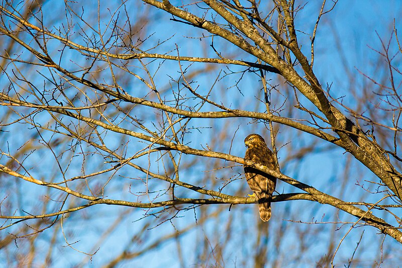 File:Red-shouldered hawk (40179633822).jpg