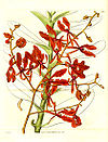 Renanthera coccinea