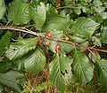 Vorschaubild für Faulbaum