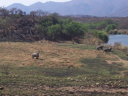 Rhinoceros in the Songimvelo Game Reserve