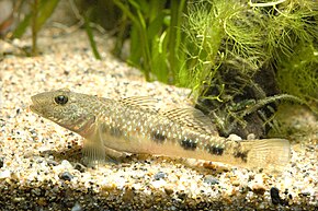 Kuvan kuvaus Rhinogobius giurinus (Hamamatsu, Shizuoka, Japani) .jpg.