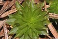 Rhodobryum ontariense