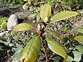 leaves, buds