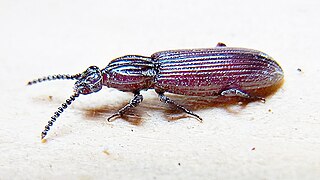 <i>Rhysodes</i> Genus of beetles