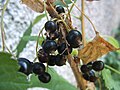 Ribes nigrum