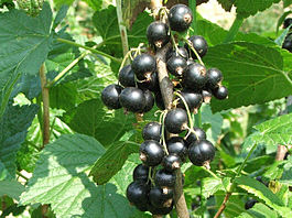 Ribes nigrum a1.JPG
