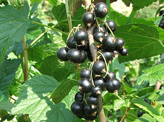 Blackcurrant Species of flowering plant, in genus Ribes, Gooseberry family (Grossulariaceae), in the saxifrage Eudicot order (Saxifragales)