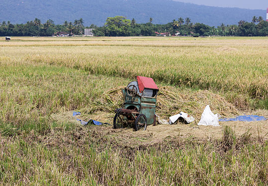 A rice huller in the middle of a paddy field, Ambarawa