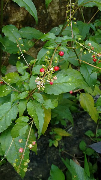 File:Rivina humilis, pigeonberry, rougeplant, baby peppers,bloodberry,coralito. രെക്തനെല്ലി.jpg