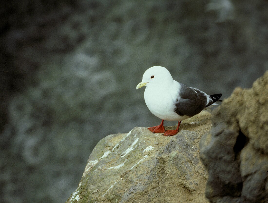 File:Rlegkittiwake6.jpg