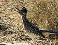 Thumbnail for List of birds of Yuma County, Arizona