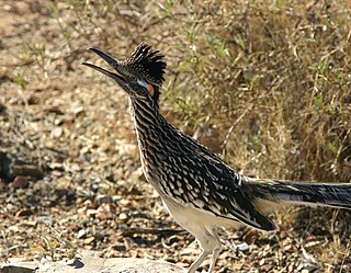 <span class="mw-page-title-main">Neomorphinae</span> Subfamily of birds