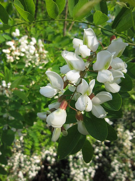 File:Robinia pseudoacacia 10.jpg