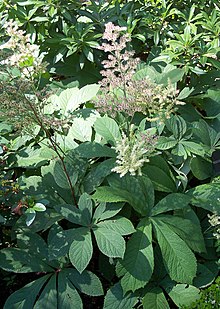 Rodgersia aesculifolia Rodgersia aesculifolia.jpg