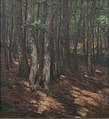 Roman Havelka Slunce v bukovém lese