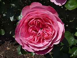 Rosa 'Leonardo da Vinci'