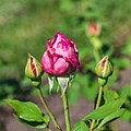 * Nomination Rosa 'Novalis'. Flower Buds. --Famberhorst 05:12, 7 July 2018 (UTC) * Promotion Good quality --Llez 05:37, 7 July 2018 (UTC)
