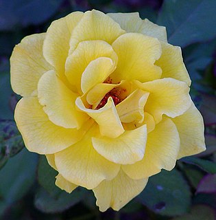 <i>Rosa</i> Henry Fonda Yellow hybrid tea rose cultivar