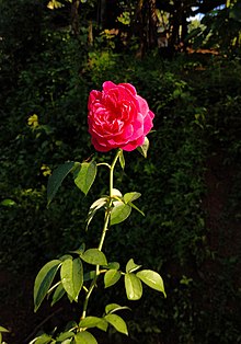 recursos humanos Estresante lanzar Rosa × centifolia - Wikipedia
