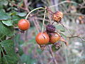 Hips; cultivated, Japan